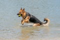 Young happy German Shepherd, playing in the water. The dog splashes and jumps happily in the lake. Yellow tennis ball in Royalty Free Stock Photo