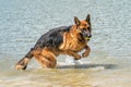 Young happy German Shepherd, playing in the water. The dog splashes and jumps happily in the lake. Yellow tennis ball in its mouth Royalty Free Stock Photo