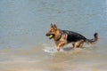 Young happy German Shepherd, playing in the water. The dog splashes runs and jumps happily in the lake, Yellow tennis Royalty Free Stock Photo