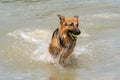 Young happy German Shepherd, playing in the water. The dog splashes runs and jumps happily in the lake. Yellow tennis Royalty Free Stock Photo