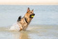 Young happy German Shepherd, playing in the water. The dog splashes runs and jumps happily in the lake. Yellow tennis Royalty Free Stock Photo