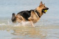 Young happy German Shepherd, playing in the water. The dog splashes runs and jumps happily in the lake. Yellow tennis Royalty Free Stock Photo