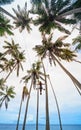 Happy girl flying up high on swing among palms Royalty Free Stock Photo