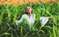 Young happy girl showing harvested corn in the field. American woman in a white dress harvests corn. Young woman farmer Royalty Free Stock Photo