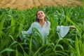 Young happy girl showing harvested corn in the field. American woman in a white dress harvests corn. Young woman farmer Royalty Free Stock Photo