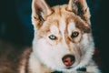 Young Happy Husky Puppy Eskimo Dog With Multicolored Eyes Royalty Free Stock Photo