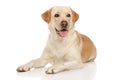 Young happy Labrador dog