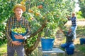 Man gardener holding bucket full of pears in garden Royalty Free Stock Photo