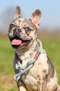 Happy merle colored French Bulldog dog with mottled patches with tongue sticking out