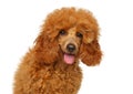 Young happy Poodle puppy on a white background