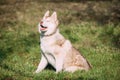 Young Happy Puppy Husky Eskimo Dog Sitting In Green Grass Park Royalty Free Stock Photo