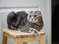 Young happy scottish fold cat sitting on a stool in front of room door looking aside