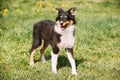 Young Happy Smiling Shetland Sheepdog Sheltie Puppy Playing Outdoor Royalty Free Stock Photo