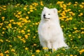 Young Happy Smiling White Samoyed Dog Or Bjelkier, Sammy Sit Outdoor