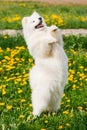 Young Happy Smiling White Samoyed Dog Or Bjelkier, Smiley, Sammy