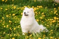 Young Happy Smiling White Samoyed Dog Or Bjelkier, Smiley, Sammy