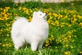 Young Happy Smiling White Samoyed Dog Or Bjelkier, Smiley, Sammy