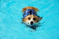 Young happy welsh corgi dog swimming in the pool with blue life jacket in summer.Corgi puppies swim happily during the summer Royalty Free Stock Photo