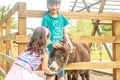 Young happy young girl and boy feeding donkey Royalty Free Stock Photo