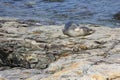 Young harbor seal on a rocky shore at Bar Harbor in Maine, USA