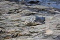 Young harbor seal on a rocky shore at Bar Harbor in Maine, USA