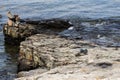 Young harbor seal on a rocky shore at Bar Harbor in Maine, USA