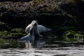 Young Harbour Seal reaches up to nuzzle its mother while both on rocks at low tide in the morning