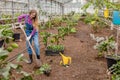 Young hardworking woman digging at greenhouse