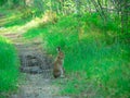 Young hare