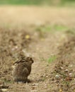 Young hare Royalty Free Stock Photo