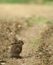 Young hare