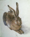 Young Hare by Albrecht DÃÂ¼rer Royalty Free Stock Photo