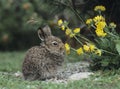 Young hare eating yellow clover Royalty Free Stock Photo