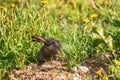 Young hare eats grass and dandelion leafs Royalty Free Stock Photo