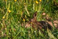 Young hare eats grass and dandelion leafs Royalty Free Stock Photo