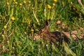 Young hare eats grass and dandelion leafs Royalty Free Stock Photo