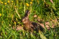 Young hare eats grass and dandelion leafs Royalty Free Stock Photo