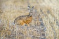 A young hare on a harvested field