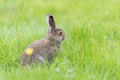 Young hare sitting in deep grass