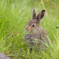 Young hare sitting in the grass.