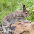 Young hare climbing on a stone.