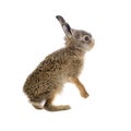 Young hare 3 weeks old isolated Royalty Free Stock Photo