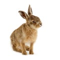 Young hare 3 weeks old isolated Royalty Free Stock Photo