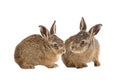 Young hare 3 weeks old isolated Royalty Free Stock Photo