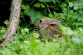 A young hare in wood Royalty Free Stock Photo