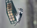 Young Downy woodpecker.