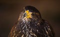 Young Harris Hawk VI Royalty Free Stock Photo