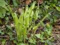 Young Hart`s tongue fern unfurling in nature. Asplenium scolopendrium. Royalty Free Stock Photo