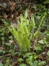 Young Hart`s tongue fern unfurling in nature. Asplenium scolopendrium. Royalty Free Stock Photo