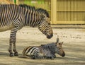 Young hartmanns mountain zebra together with its mother, Vulnerable animal specie from namibia and Angola in Africa Royalty Free Stock Photo